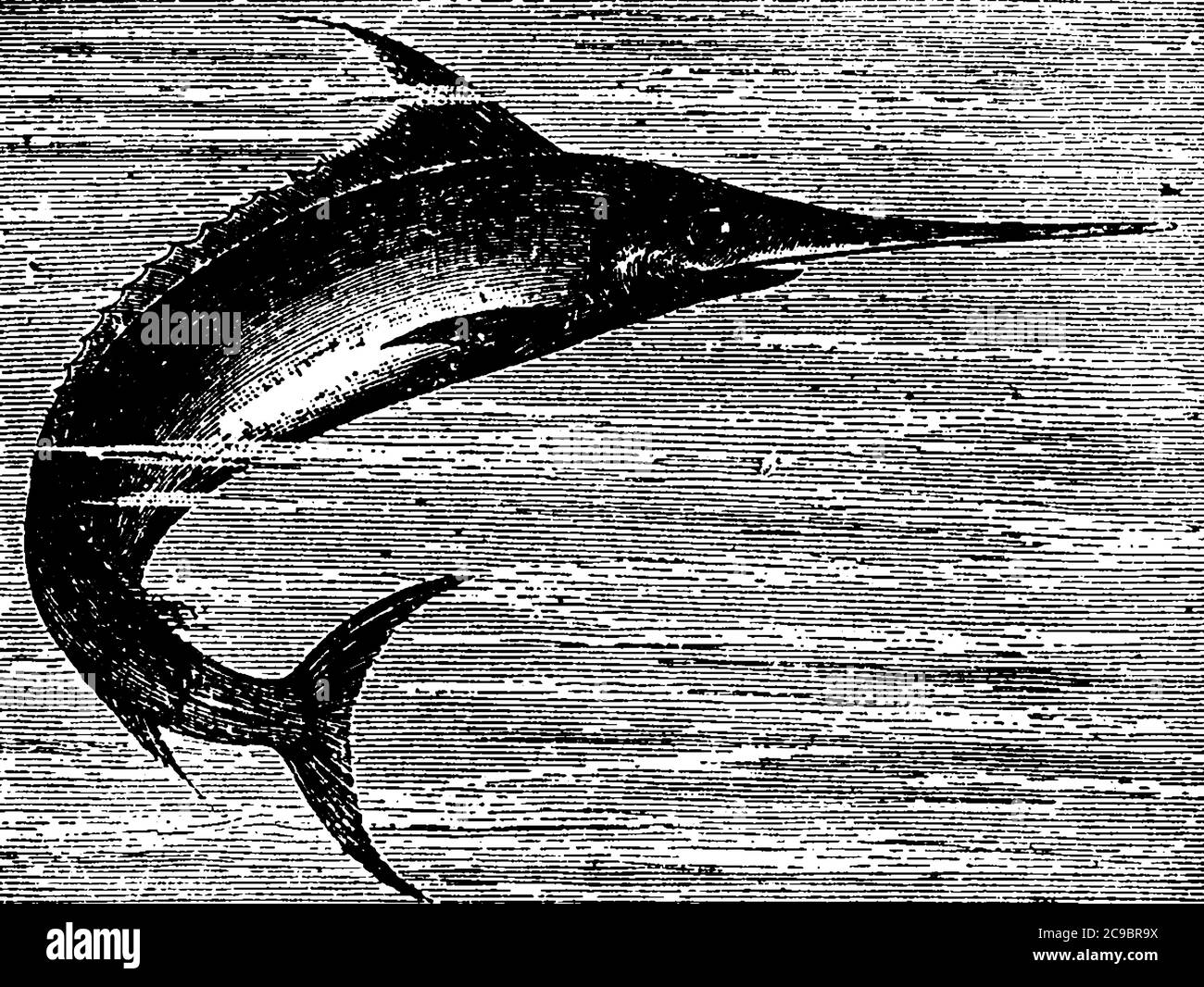 Swordfish Xiphiidae Family Are Pelagic Fishes Extremely Strong And Swift With Formidable Sword Like Weapon Formed By The Coalescence And Prolongat Stock Vector Image Art Alamy