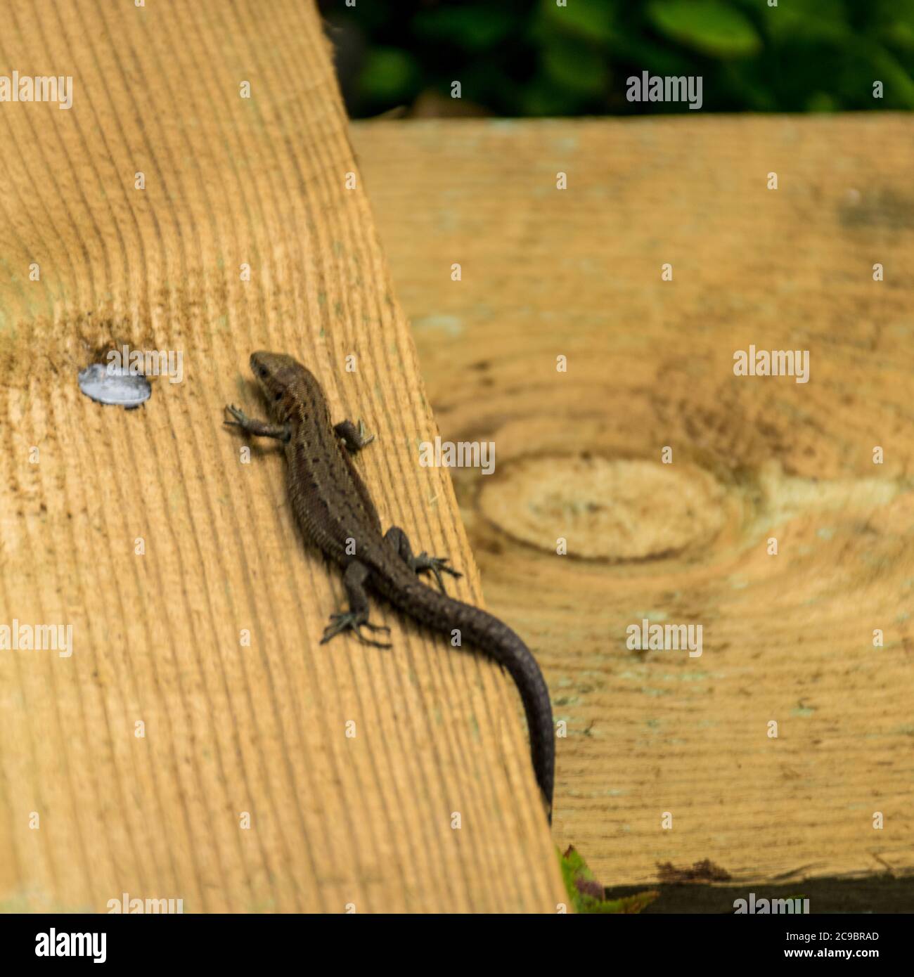 photo with a bog lizard on a wooden pedestrian footbridge in the bog ...