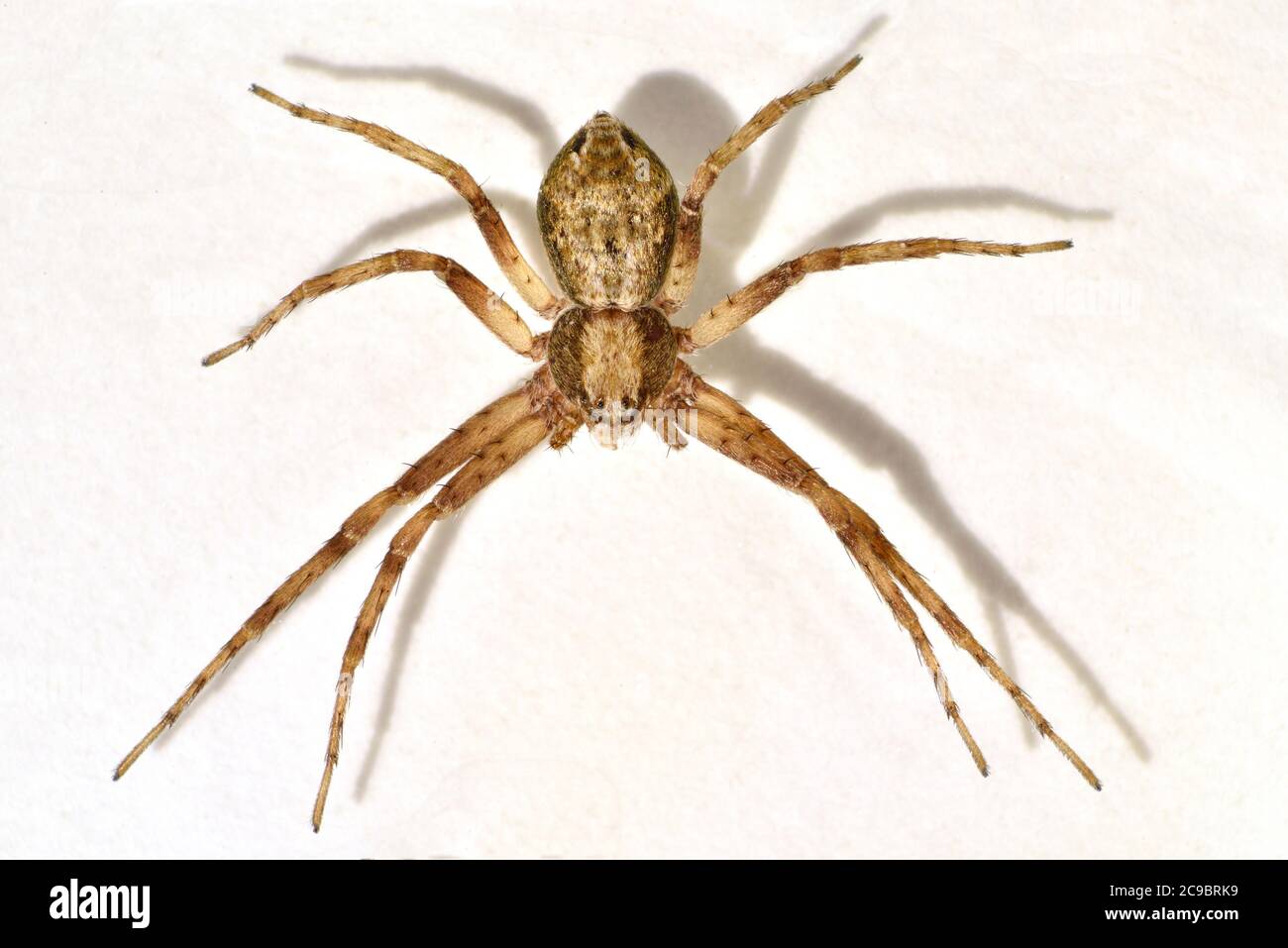 Running spider, Philodromus caureolus, female. UK, dorsal view Stock Photo