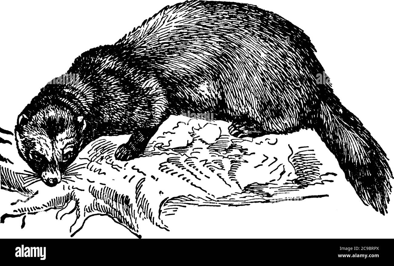 Polecat, one of the Mustelinae, akin to the marten, but with a broader head, a blunter snout, and a much shorter tail. It has a shorter neck, stout bo Stock Vector