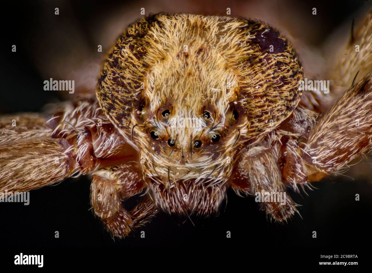 Running spider, Philodromus caureolus, female. UK, detail portrait showing eyes, palps Stock Photo