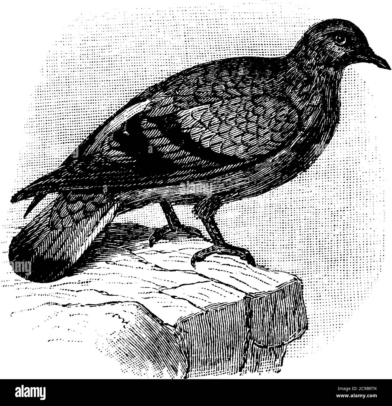 The rock dove or the rock pigeon are usually dark bluish grey body with reddish-purple iridescence along its neck and wing feathers. Iris usually oran Stock Vector