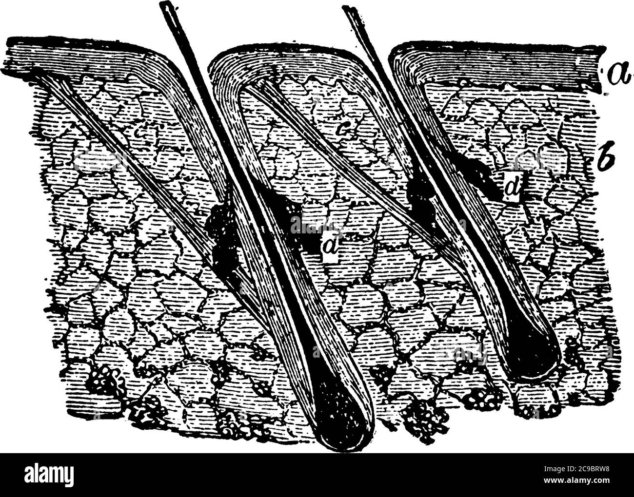 Cross section of human skin, two of three main layers dermis and epidermis are shown, vintage line drawing or engraving illustration. Stock Vector