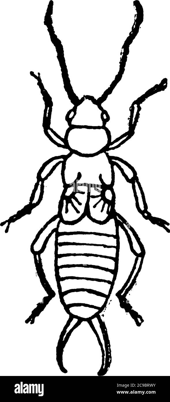 Image of nymph earwig, vintage line drawing or engraving illustration Stock Vector Image & Art