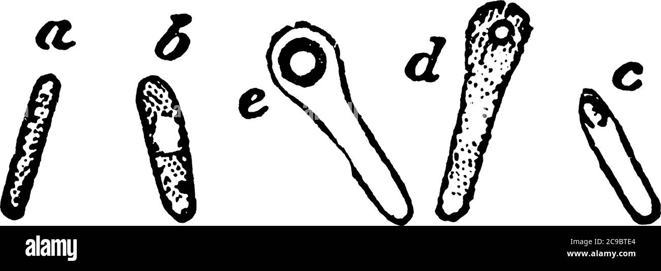 The various stages in the development of the endogenous spores in a Clostridium, the small letters indicate the order, vintage line drawing or engravi Stock Vector