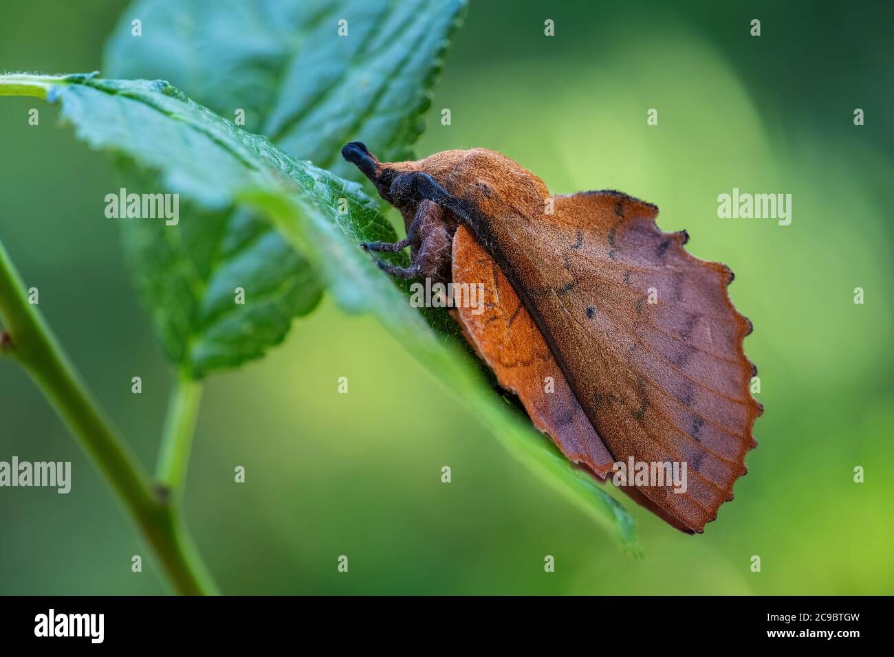 Lappet - Gastropacha quercifolia, special unique looking moth from Euroasian woodlands, Zlin, Czech Republic. Stock Photo