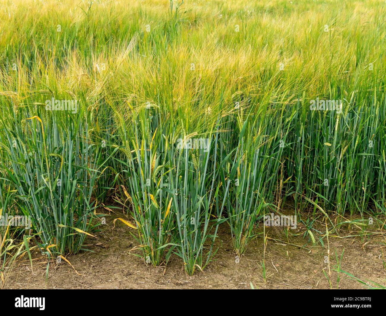 Edge of Barley crop (Hordeum vulgare) growing in farm field, Leicestershire, England, UK Stock Photo