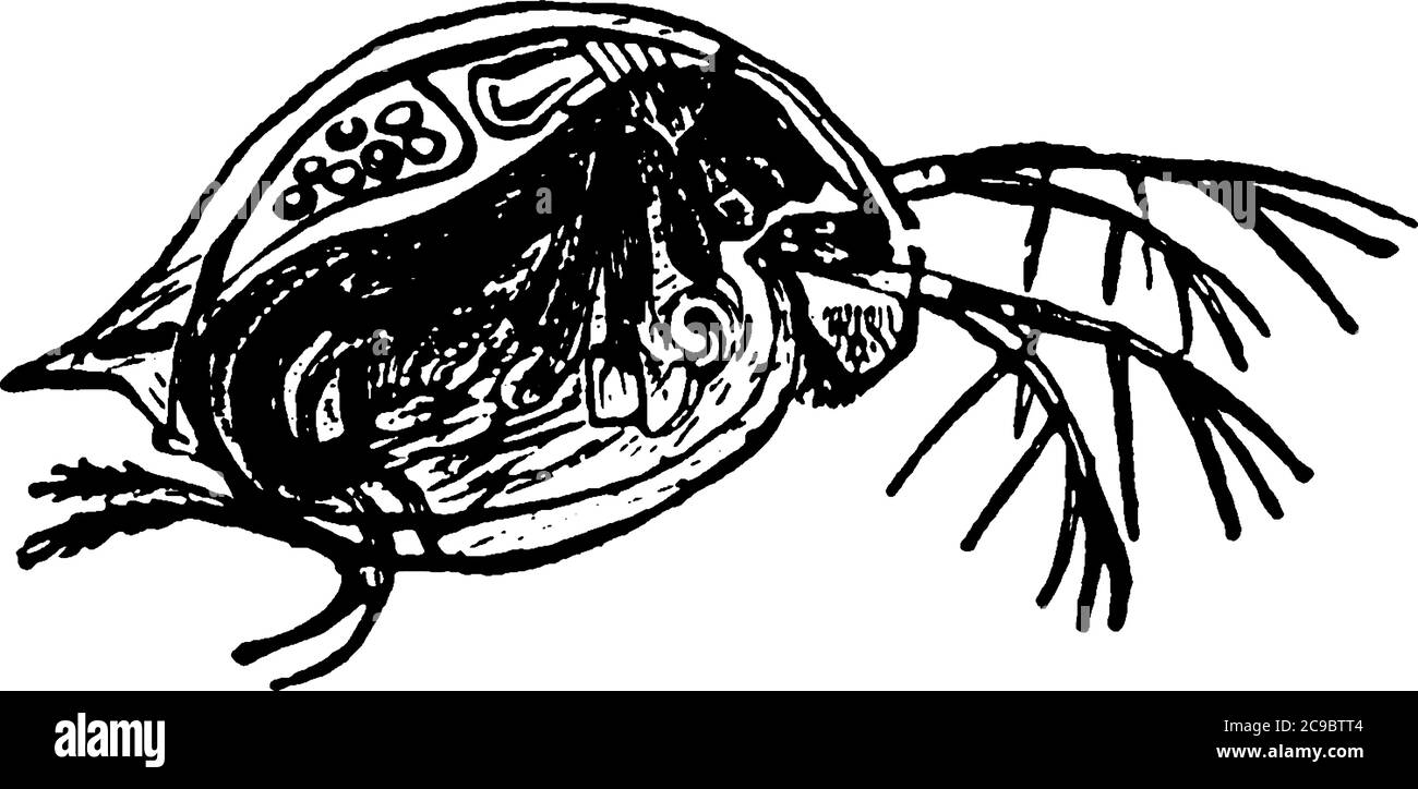 Water Flea is a microscopic organism of order Cladocera., vintage line drawing or engraving illustration. Stock Vector