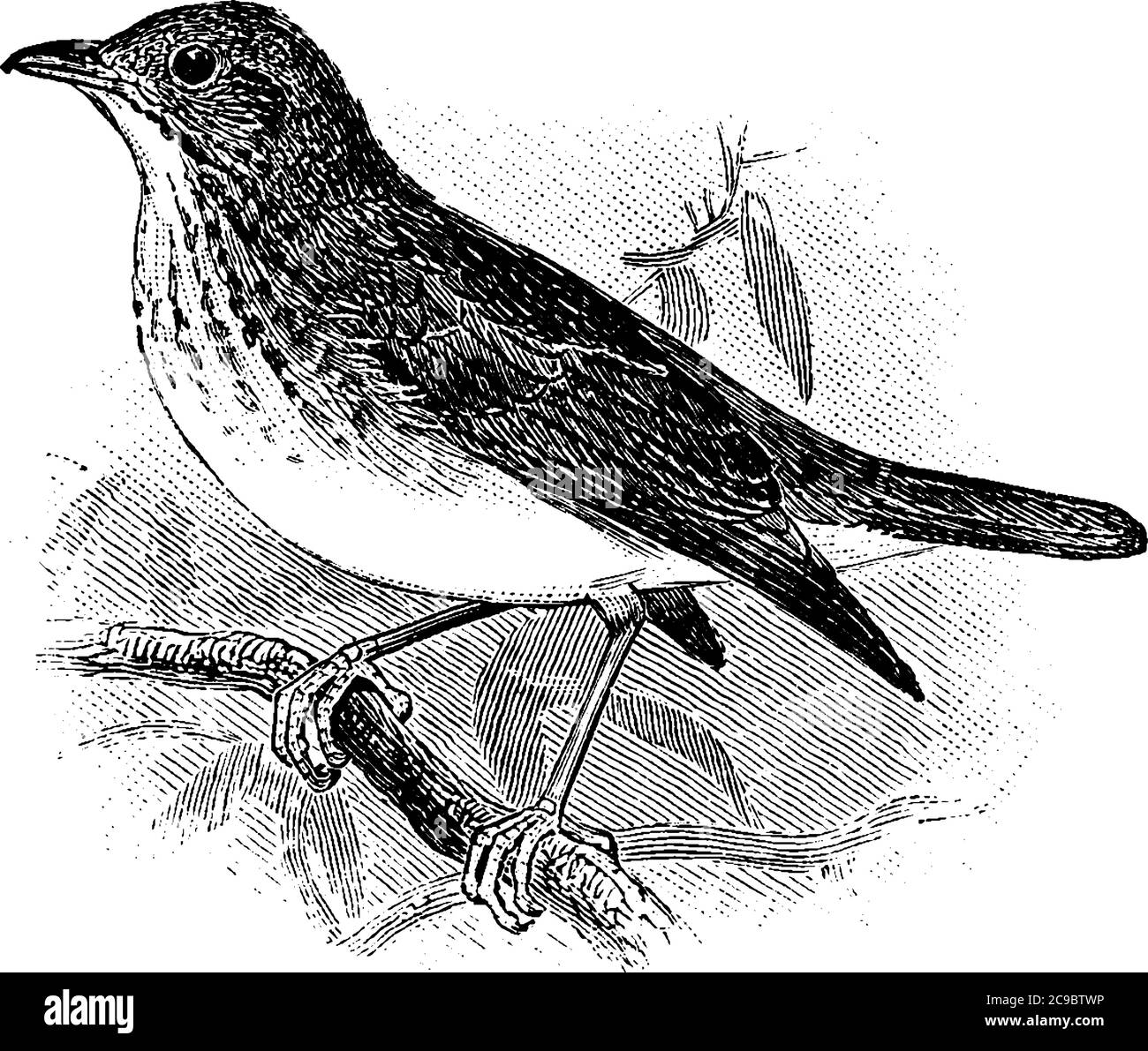 The thrushes are a family, Turdidae, of passerine birds are plump, soft-plumaged, short wings, medium-sized birds, inhabiting wooded areas. They are g Stock Vector