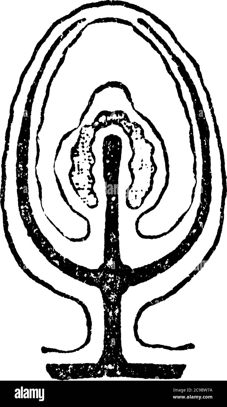 A typical representation of the gradual degeneration of the medusa bud into the form of a sporosae. The dark shaded areas represents the enteric cavit Stock Vector