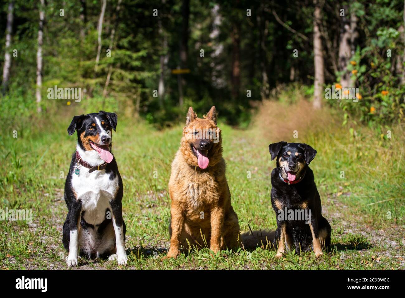 Portrait of 3 dog friends sitting (Appenzell Mountain Dog, Old German Sheepdog, Austrian Pinscher) Stock Photo