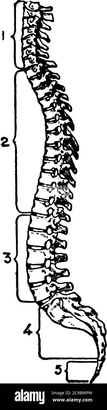 Side view of a human spinal column, made of 33 bones, with the parts ...