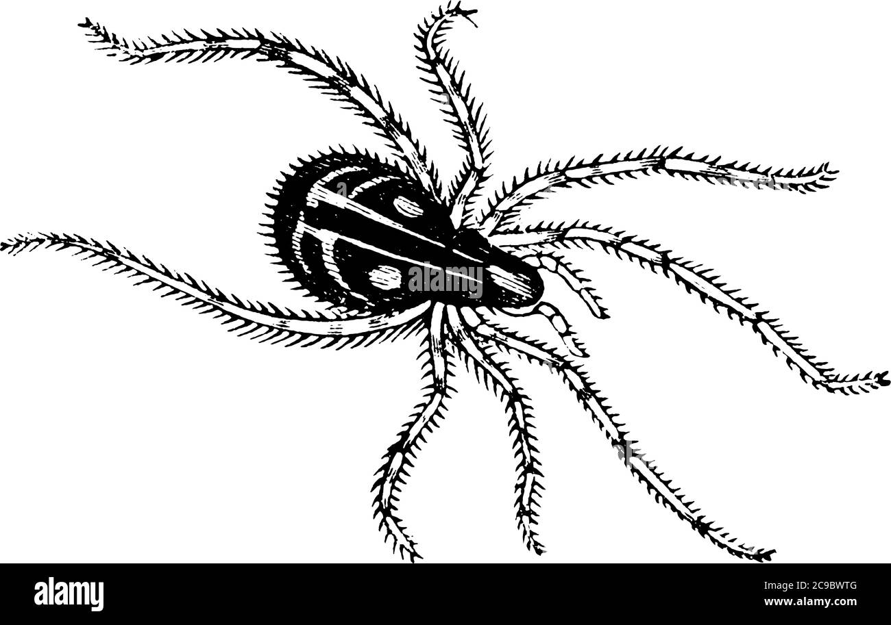 Spiders are air-breathing arthropods that have eight legs, vintage line drawing or engraving illustration. Stock Vector