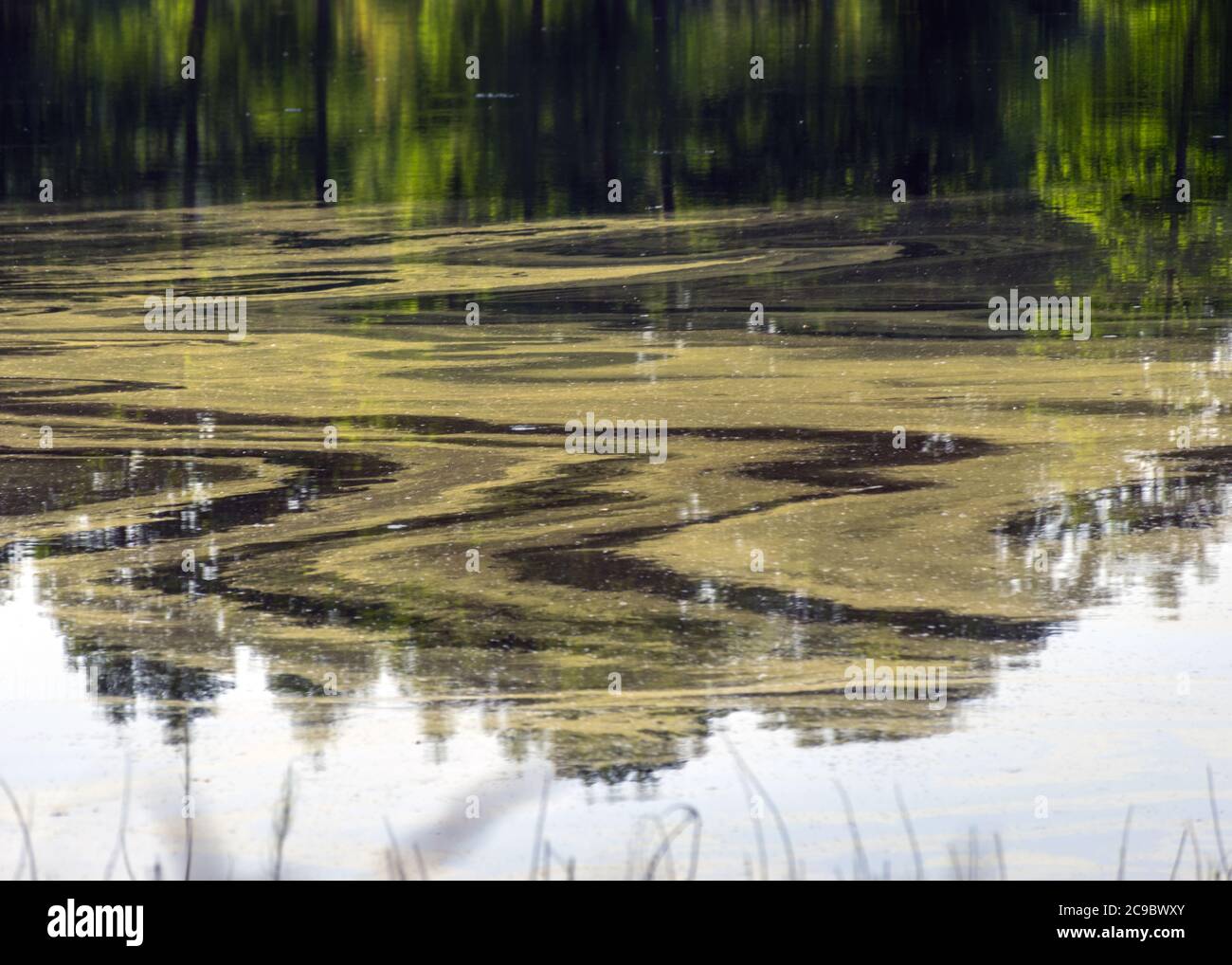 abstract image with water texture on the pond surface, summer time ...