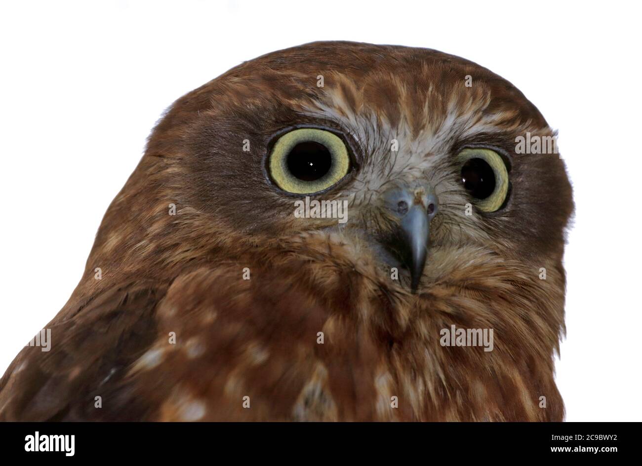 Boobook Owl (ninox novaeseelandiae) Stock Photo