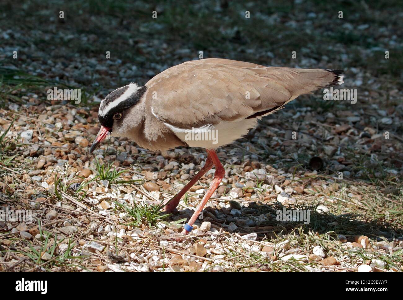 Crowned Plover (vanellus coronatus) Stock Photo