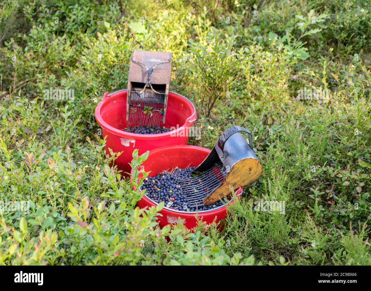 buckets with picked blueberry berries on a fuzzy forest background