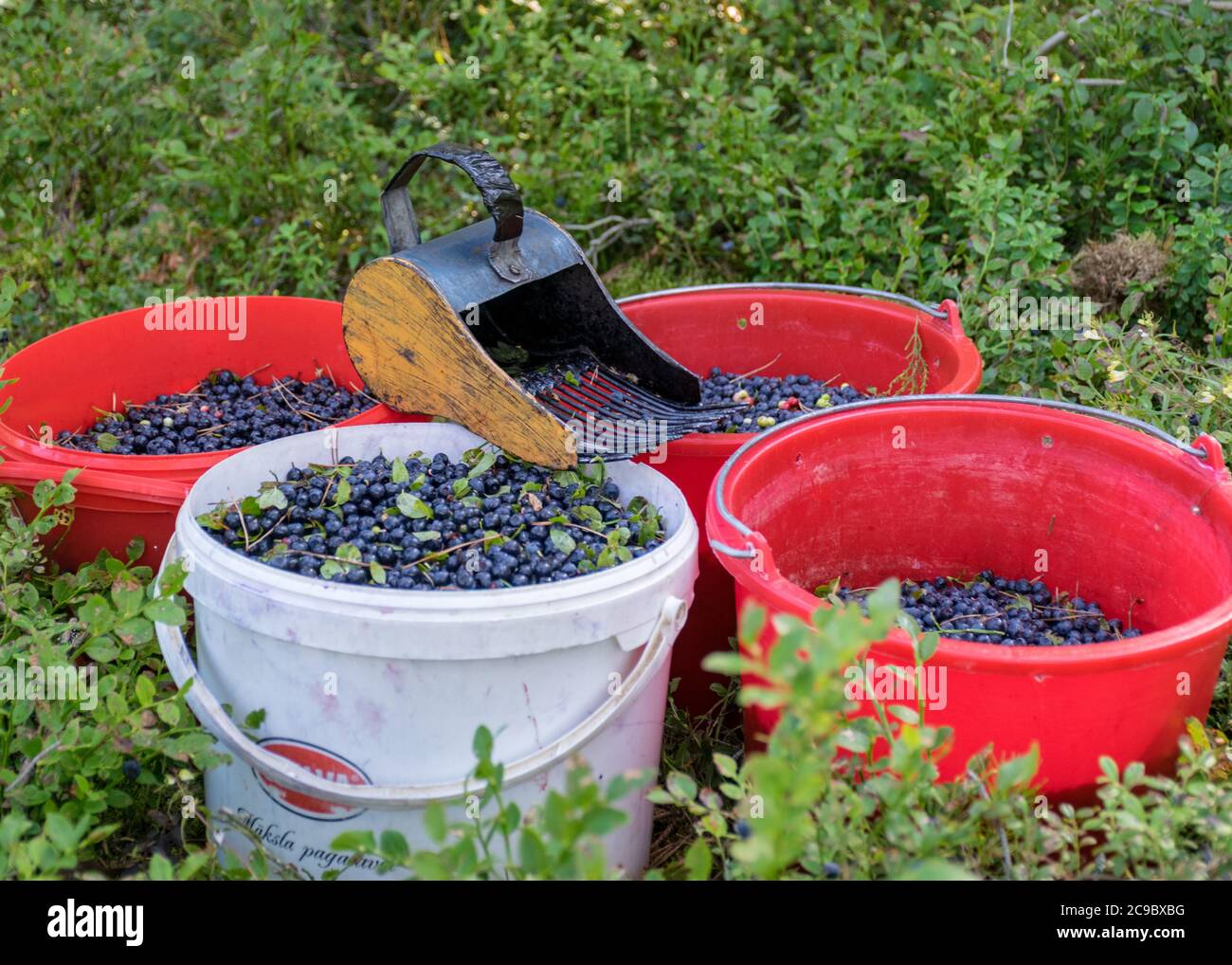 Berry bucket hi-res stock photography and images - Alamy