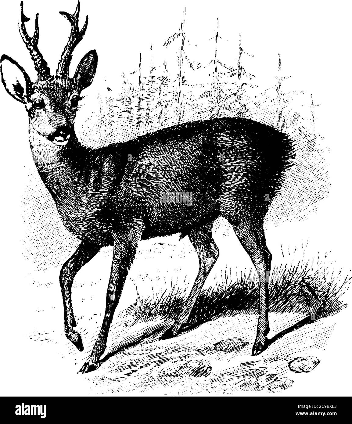 The male of the deer species is at times referred to as, Roebuck, usually reddish and grey-brown in color. They are well-adapted to survive in extreme Stock Vector
