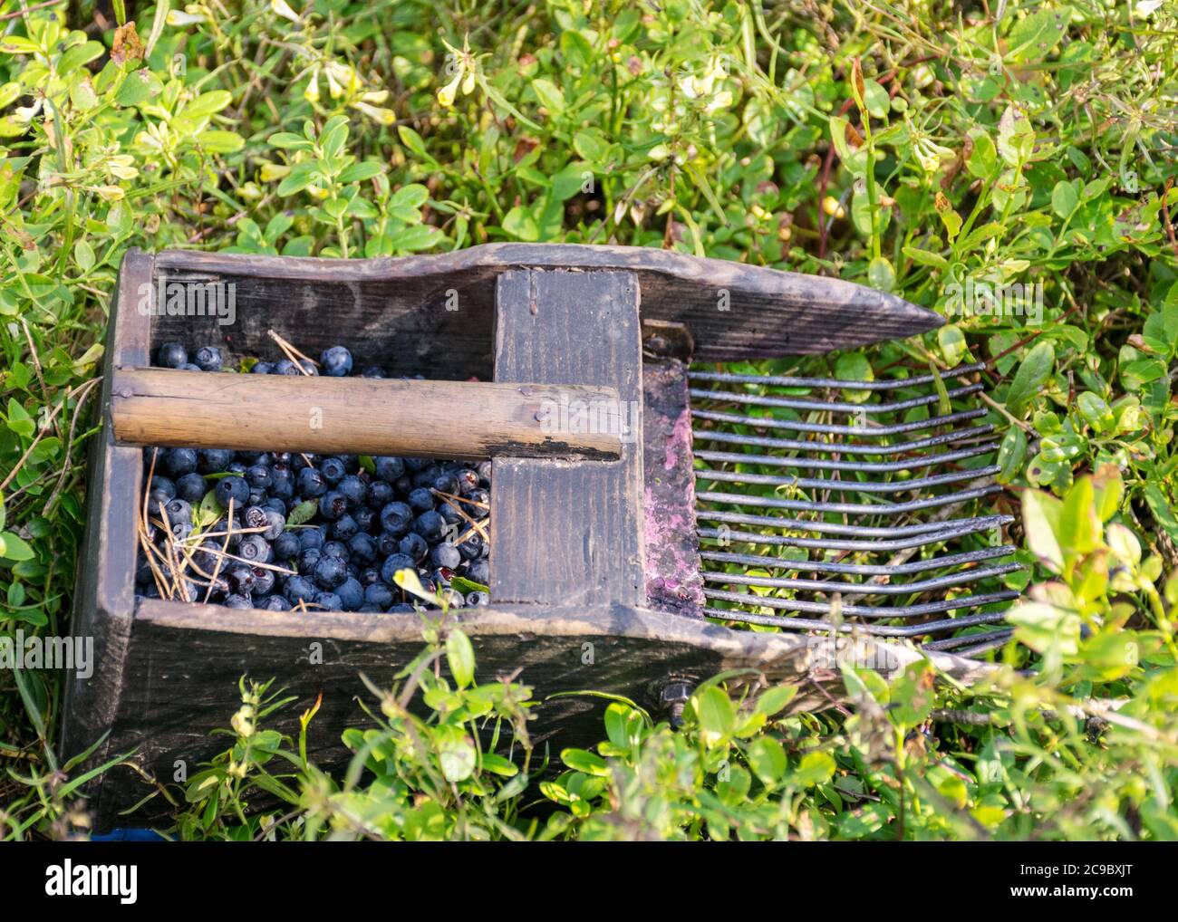 Harvested Blueberries On A Fuzzy Forest Background Berry Harvester