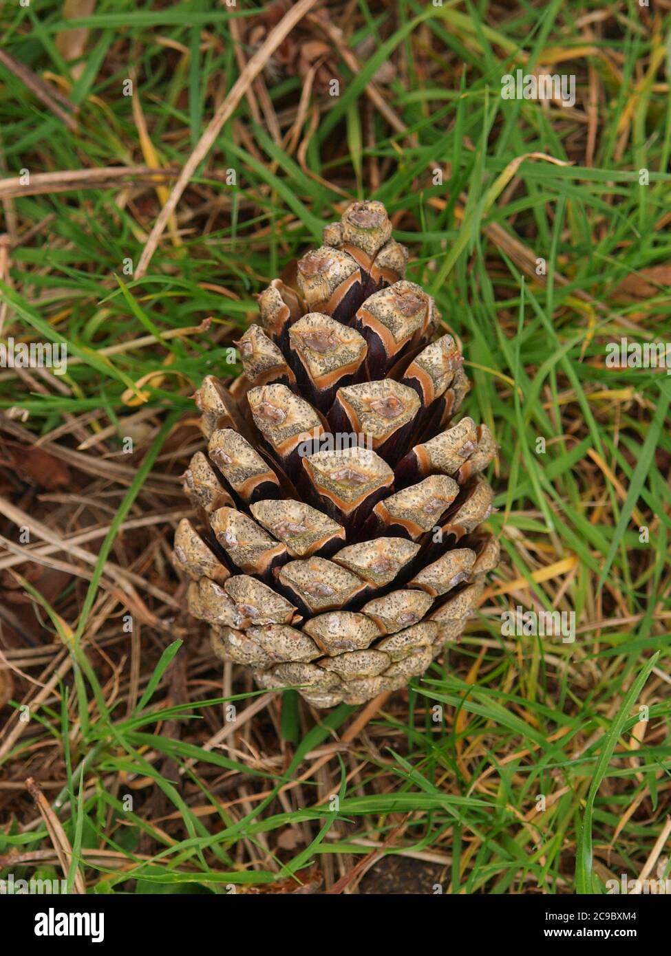 Pine cone in Grass Stock Photo