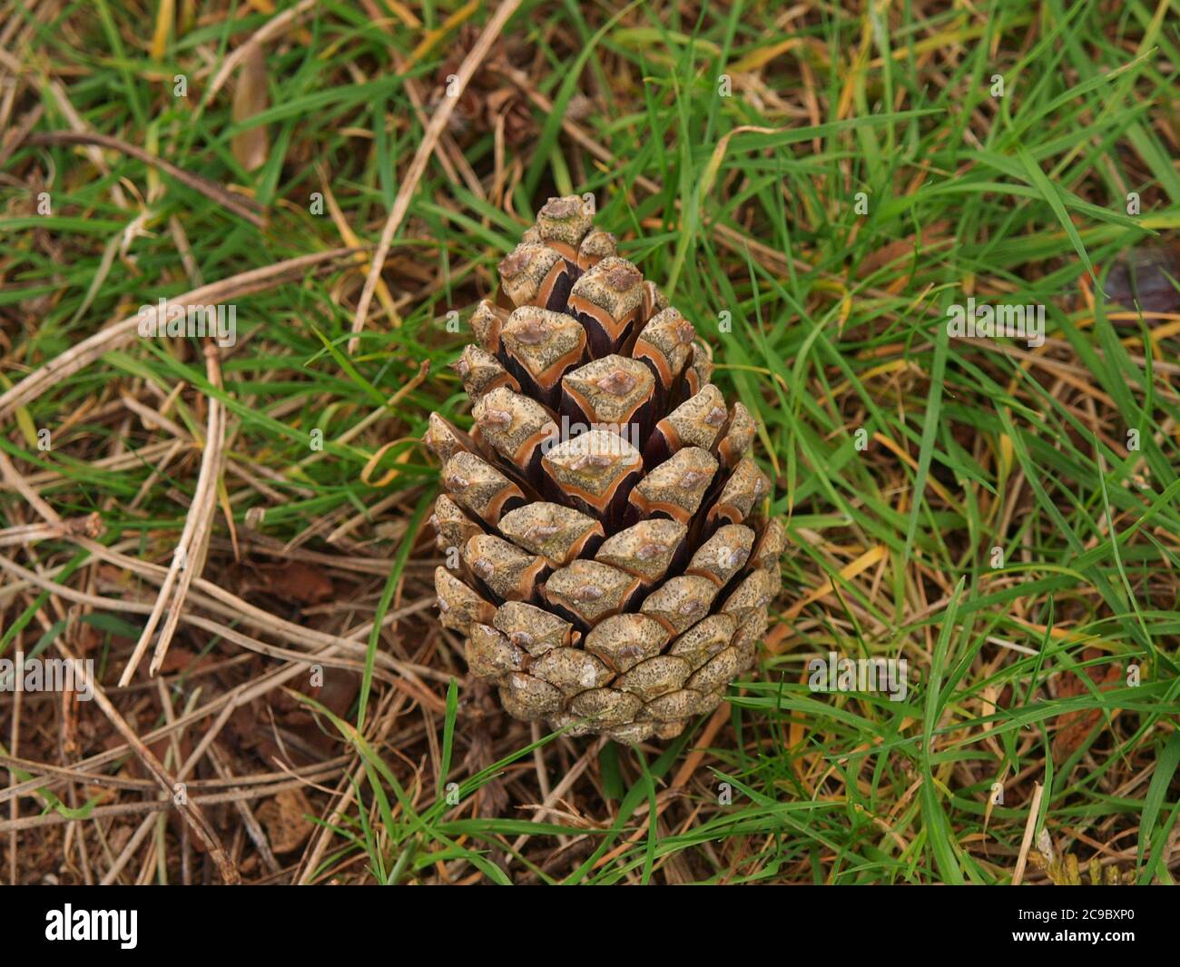 Pine cone in Grass Stock Photo