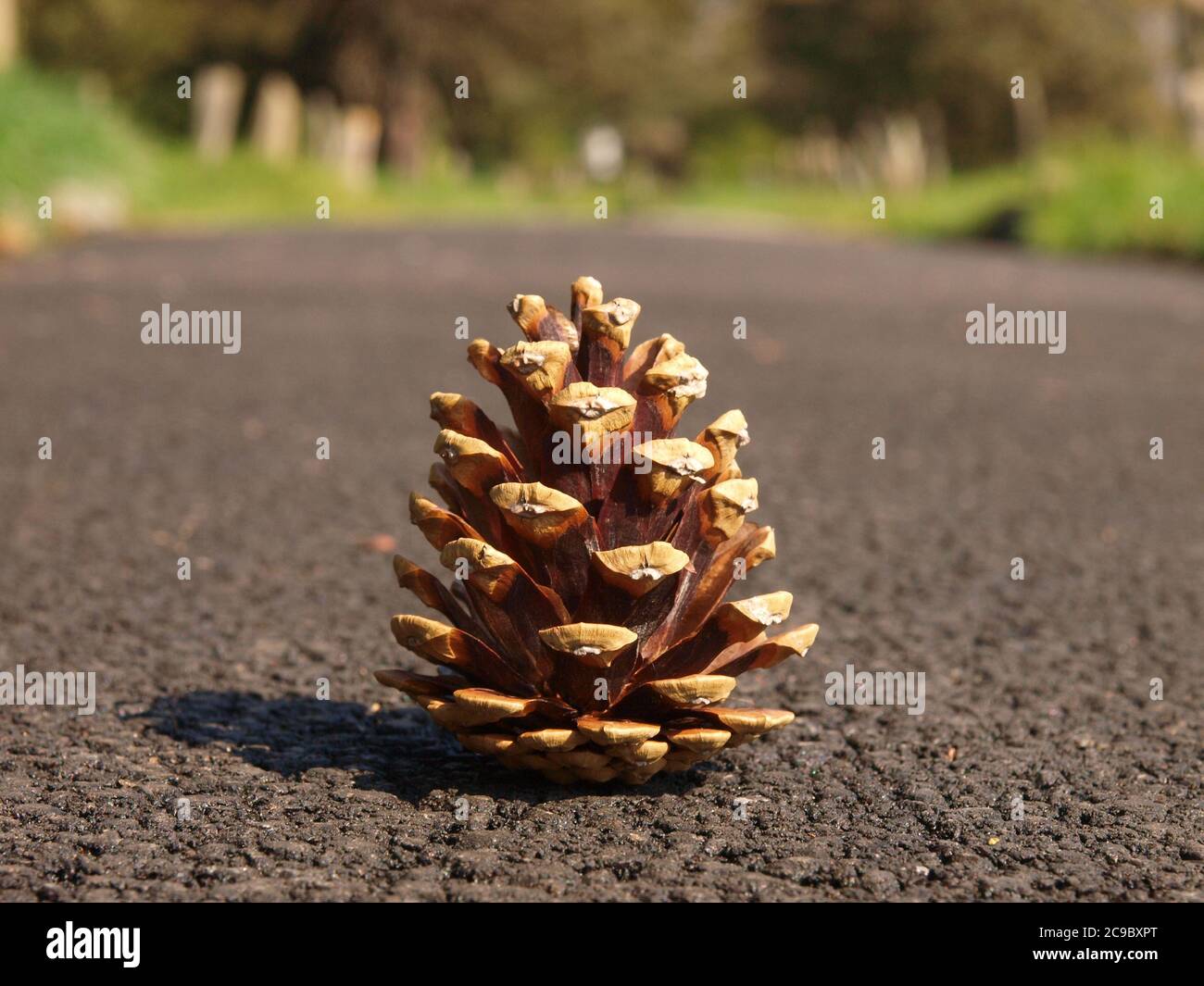 Pine cone on a path Stock Photo