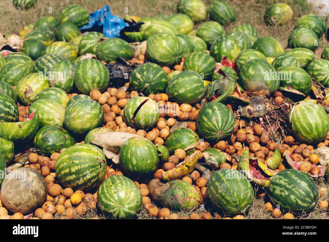 Rotten watermelon, rotten fruit Garbage that can be processed into bio