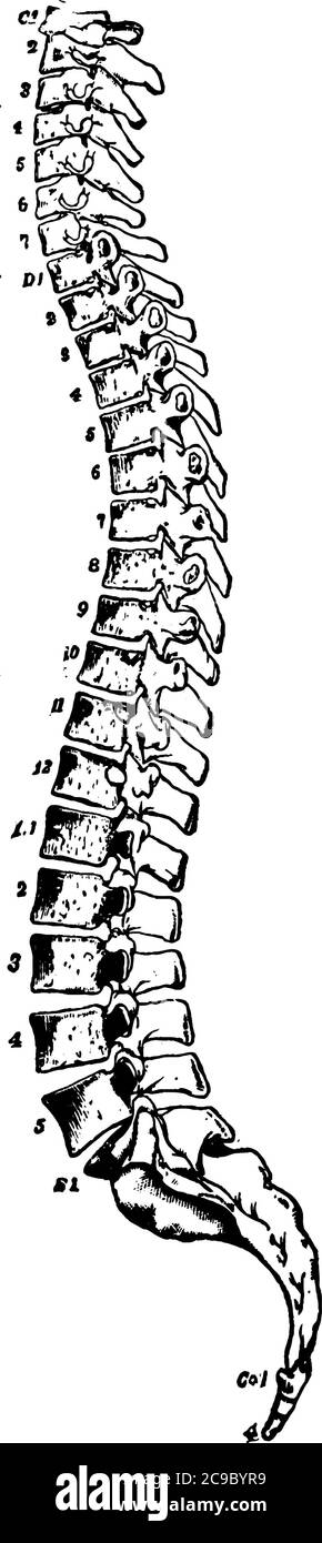 Side view of the spinal column, with the vertebrae numbered, representing, cervical vertebrae, dorsal vertebrae, lumbar vertebrae, sacrum and coccyx, Stock Vector