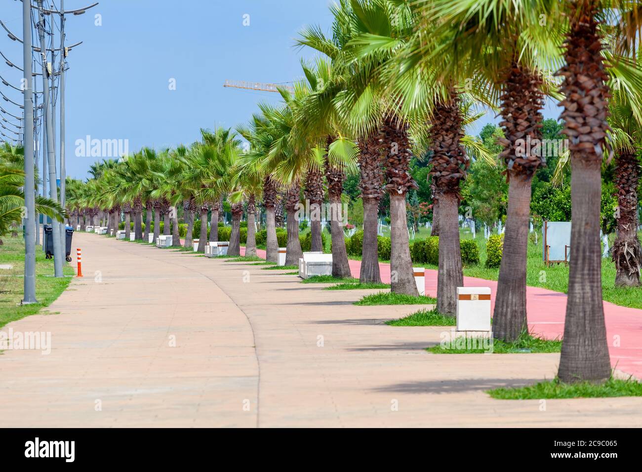 Palm trees on the Black Sea coast in Anaklia, Georgia Stock Photo
