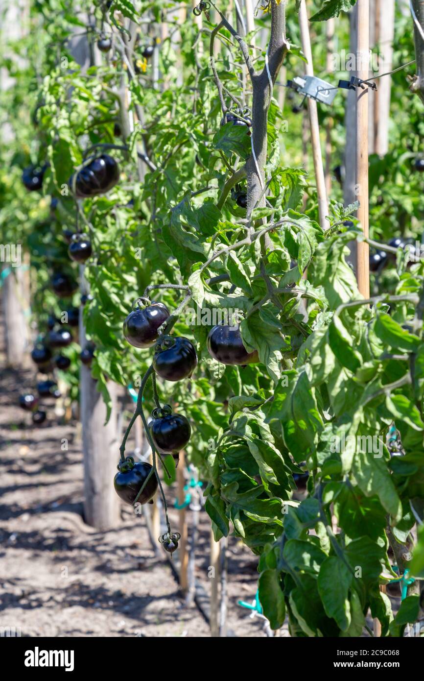 Black tomatoes Indigo Rose growin in a vegetable garden outdors Stock ...