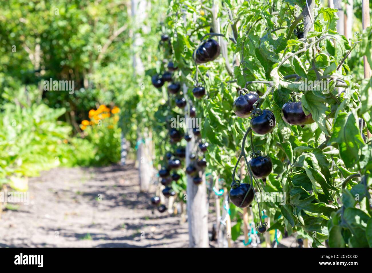 Black tomatoes Indigo Rose growin in a vegetable garden outdors Stock ...