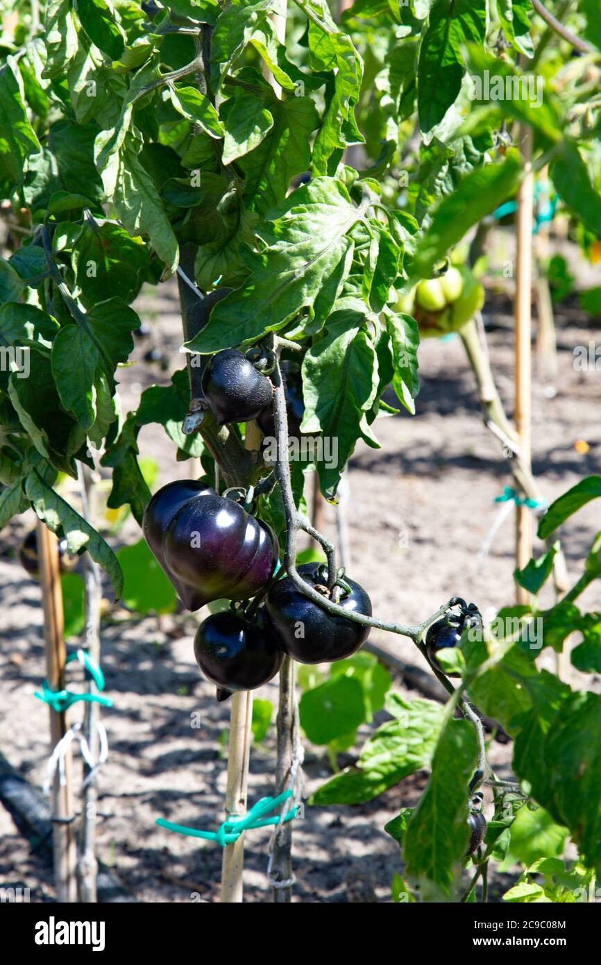 Black tomatoes Indigo Rose growin in a vegetable garden outdors Stock ...