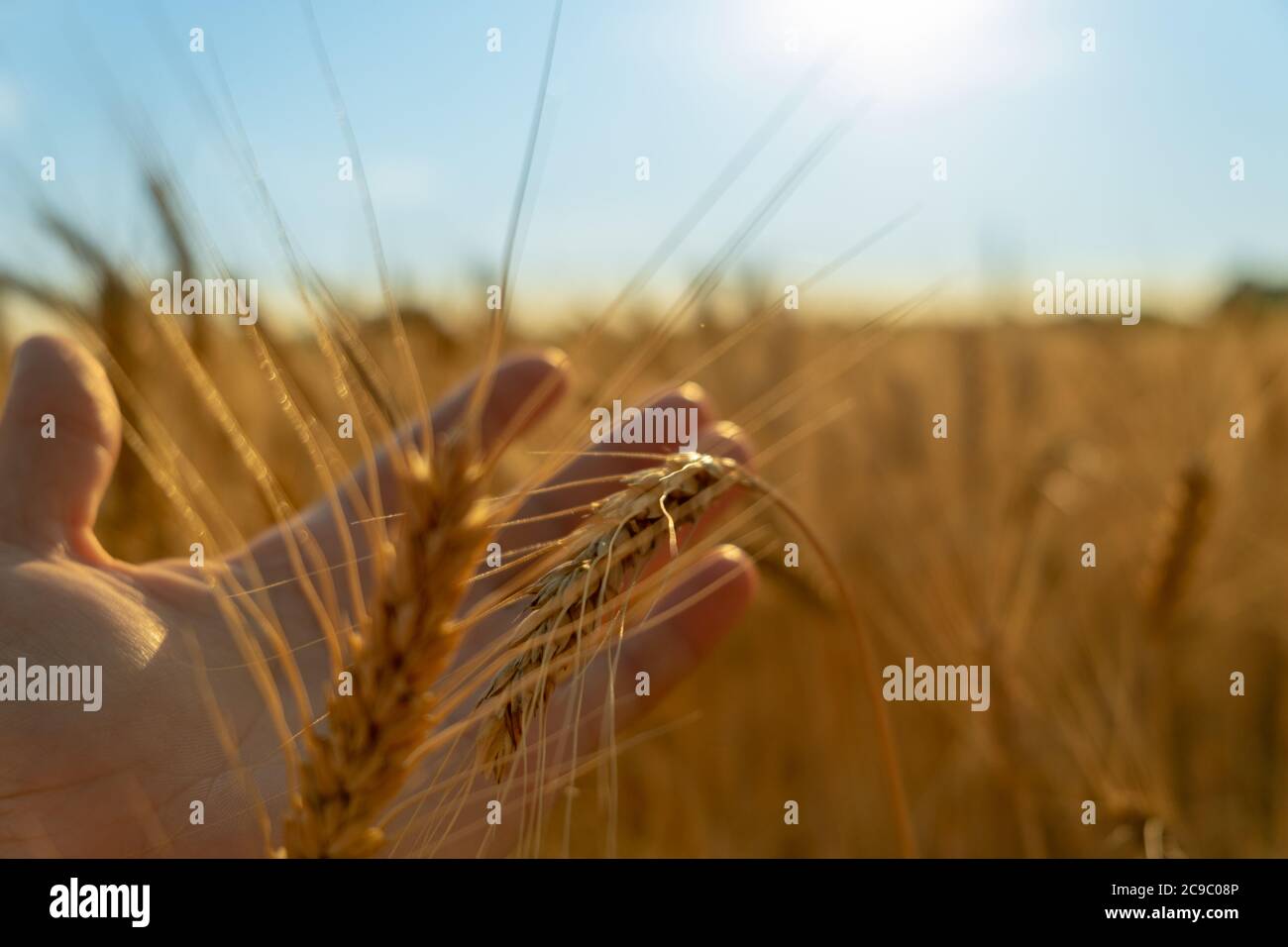 Male hand holding a golden wheat ear. wheat field on the background ...