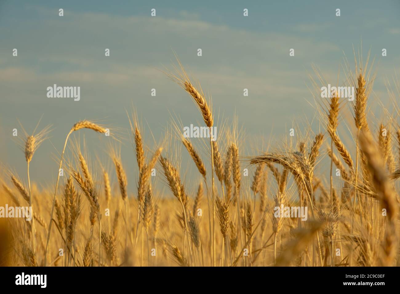 golden wheat field, ears of wheat close up background Stock Photo - Alamy