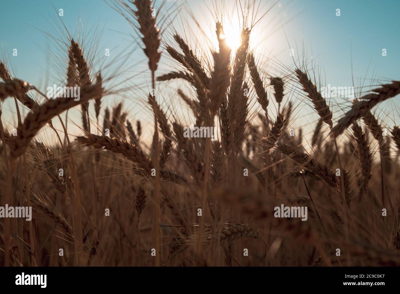 Wheat field at sunset hi-res stock photography and images - Alamy