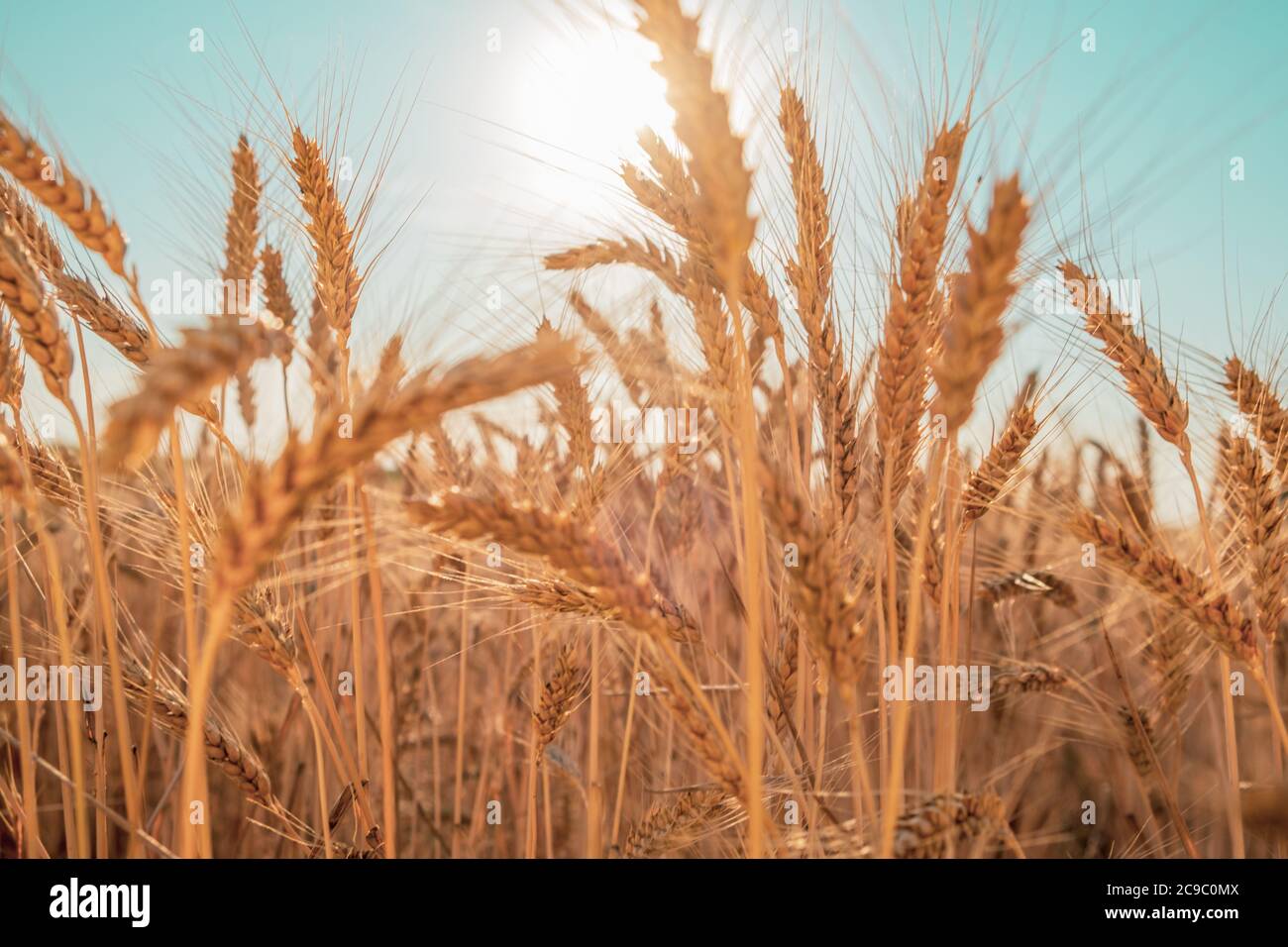 Wheat field. Ears of golden wheat close up with a beautiful nature ...