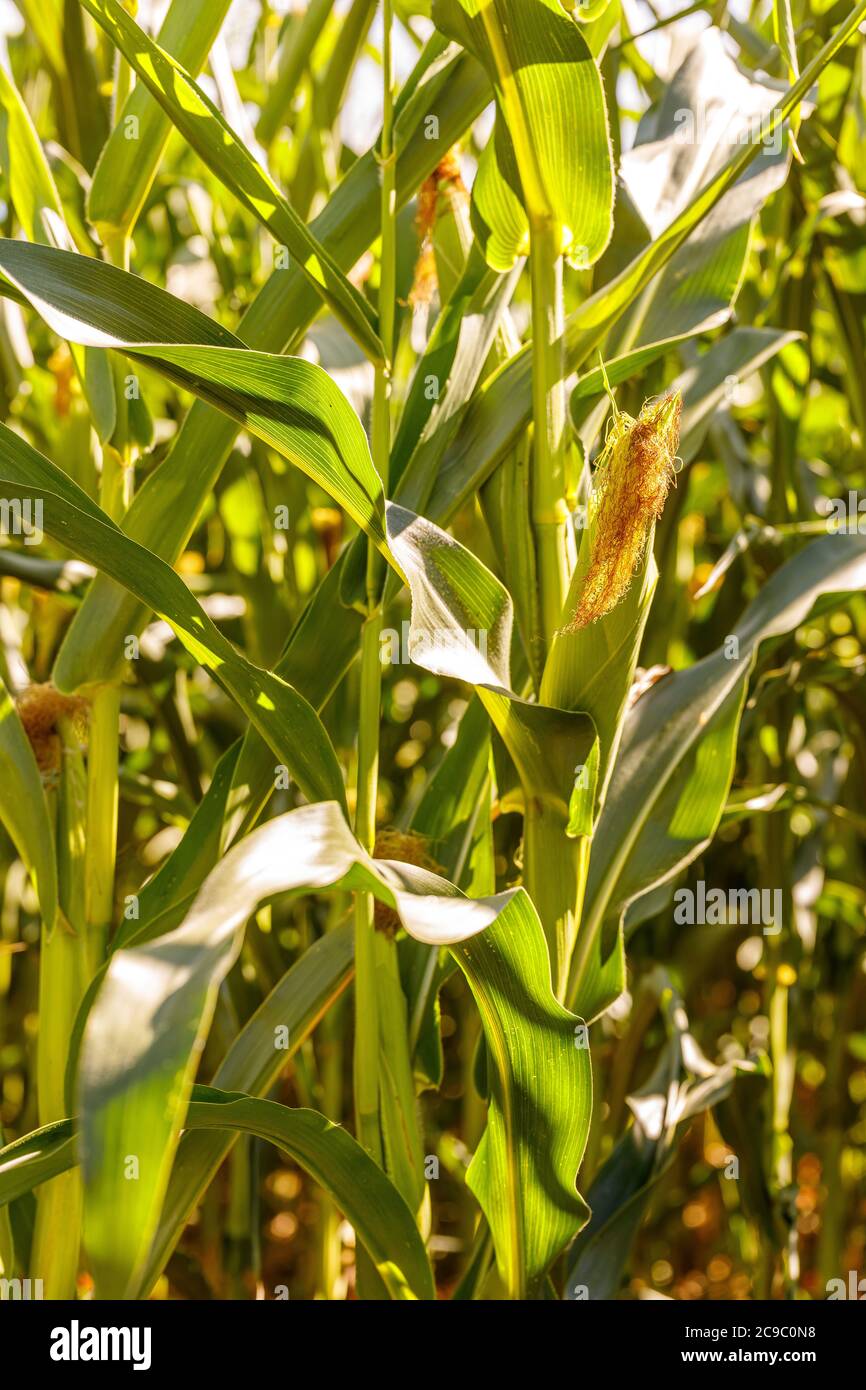 Young corn cob with fibers in the sunlight Stock Photo Alamy