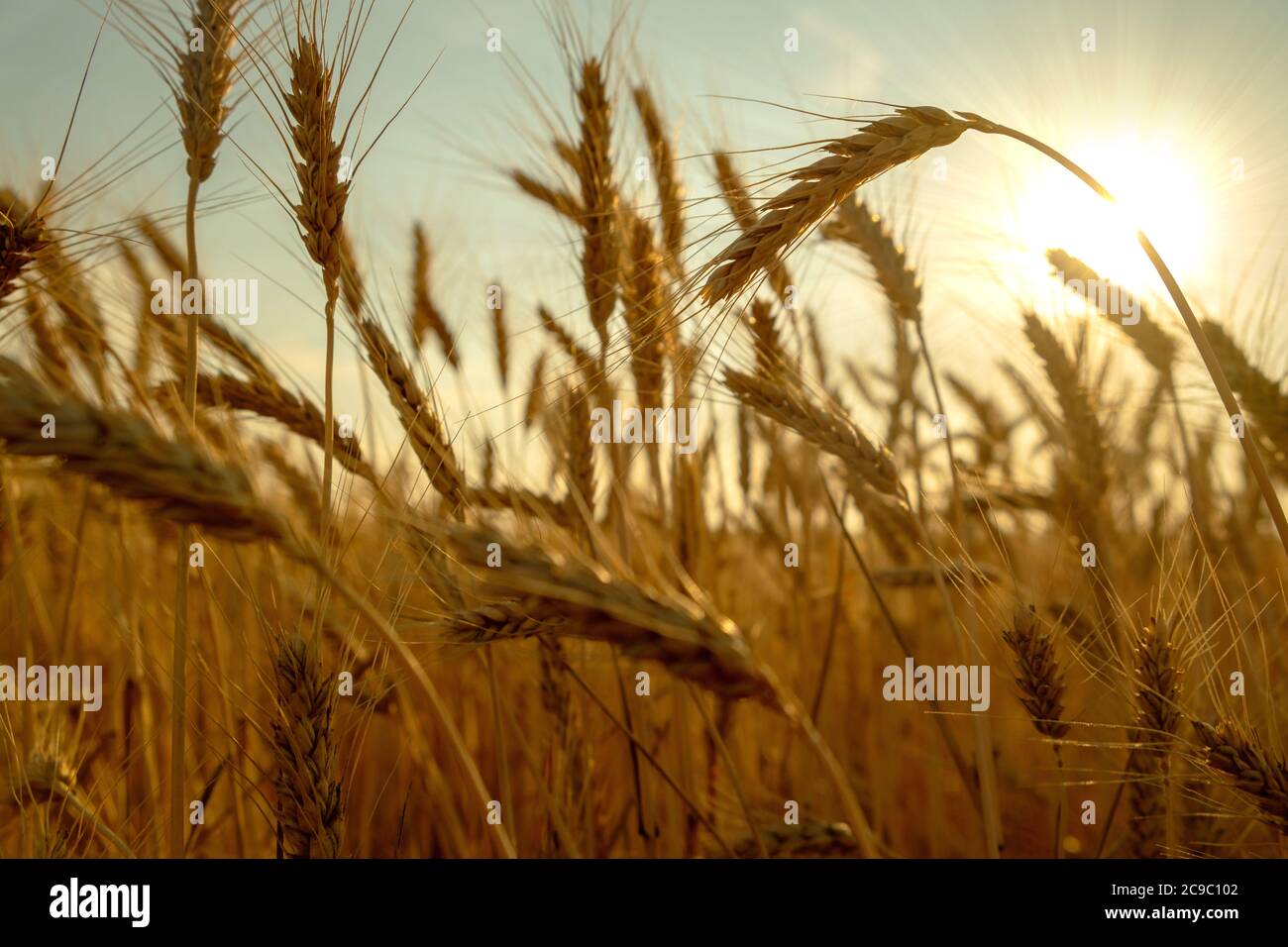 golden wheat field, ears of wheat close up background Stock Photo - Alamy