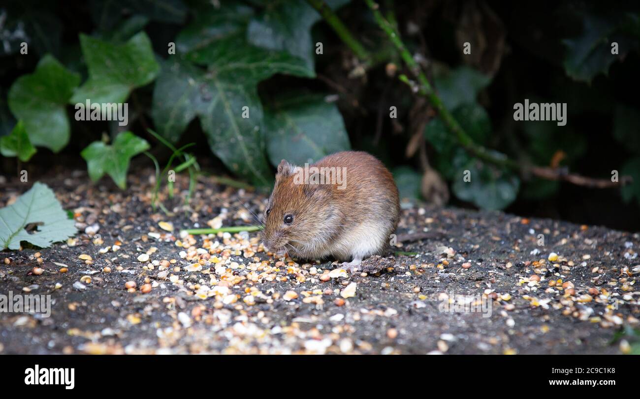 Field mouse eating bird seed Stock Photo Alamy