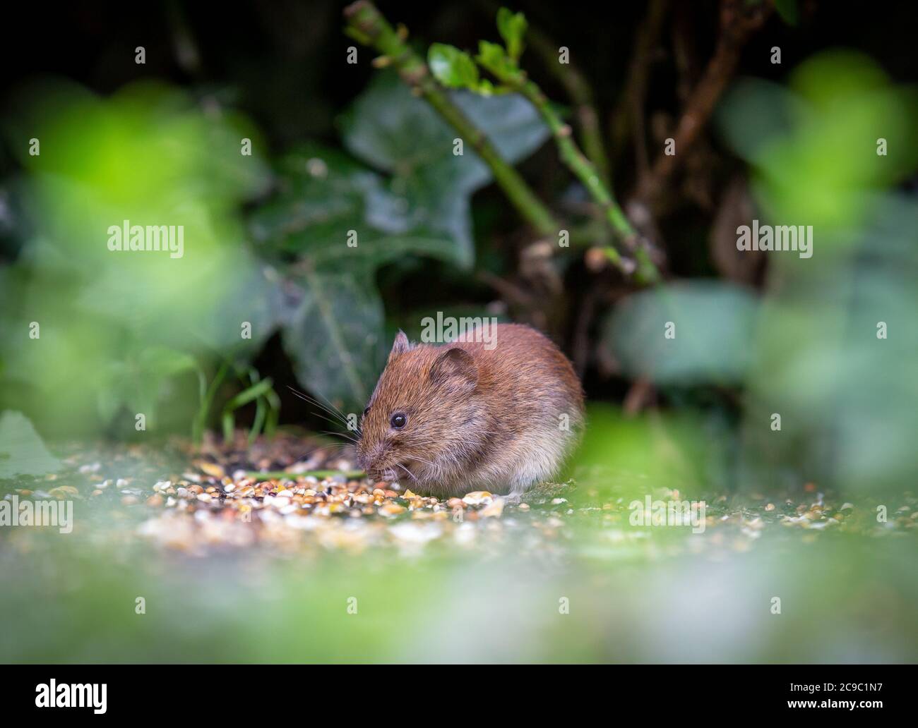 Field mouse eating bird seed Stock Photo Alamy