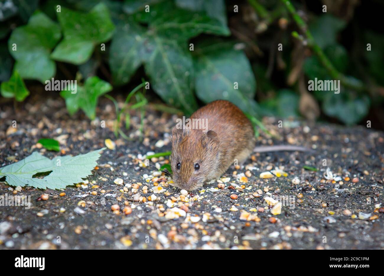 Field mouse eating bird seed Stock Photo Alamy