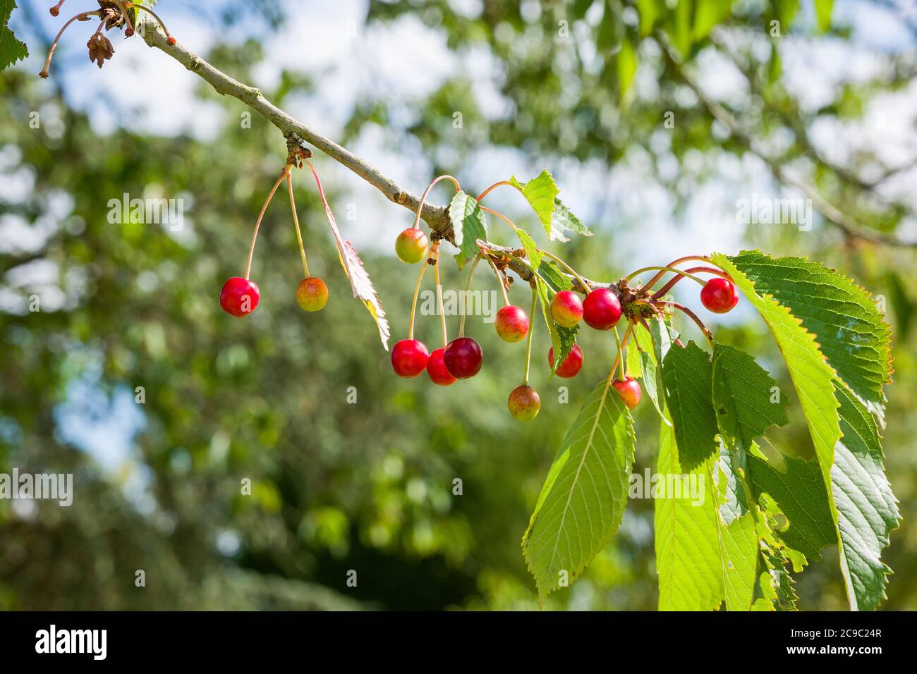 Prunus avium cherry tree fruits hi-res stock photography and images - Alamy