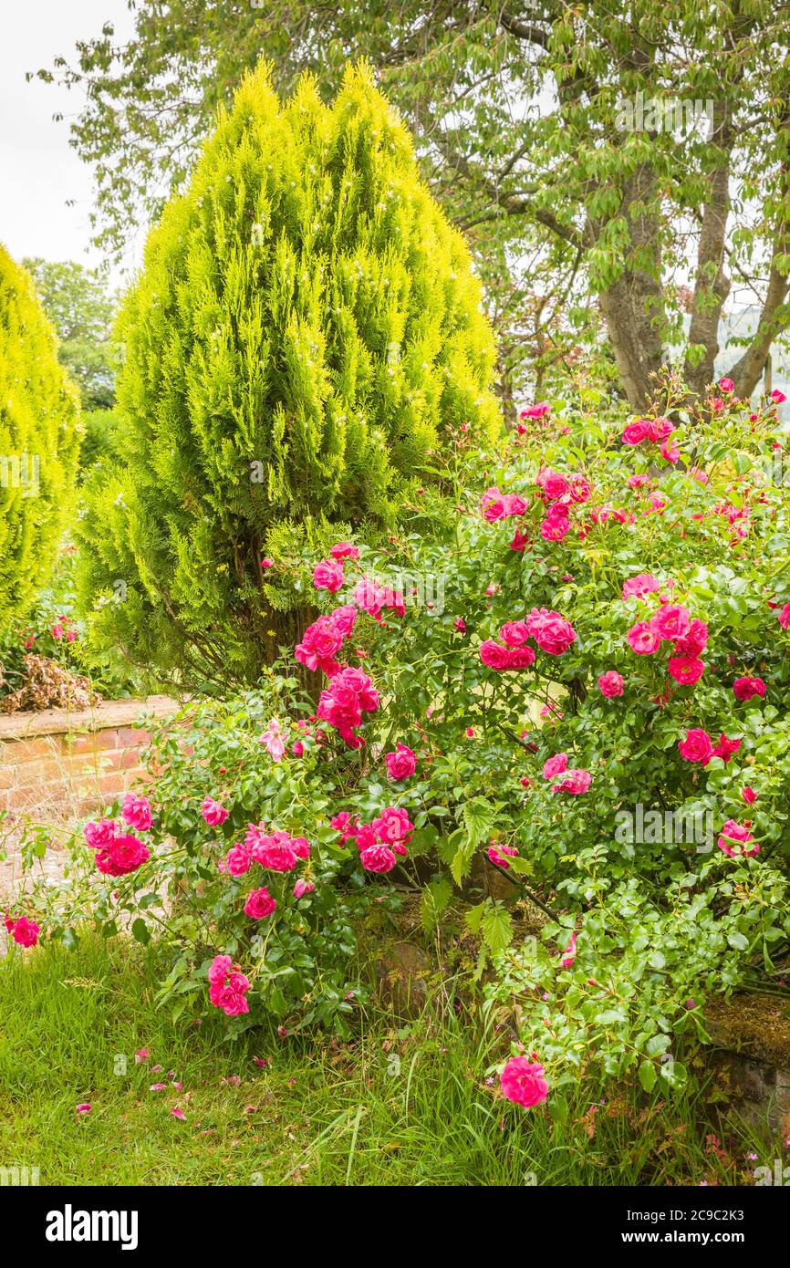 Pink and green. Rosa Pink Flower Carpet cascades from a slightly raised border sheltered by a stately dwarf evergreen conifer beside steps to the lower lawn Stock Photo