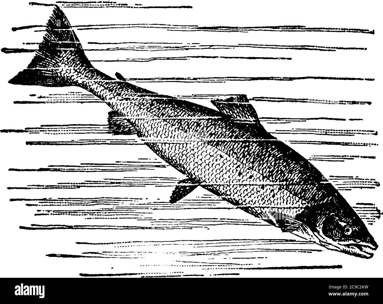 Ray-finned fish in the family Salmonidae, inhabiting both salt and fresh waters, attains a length of from three to four feet, and an average weight of Stock Vector