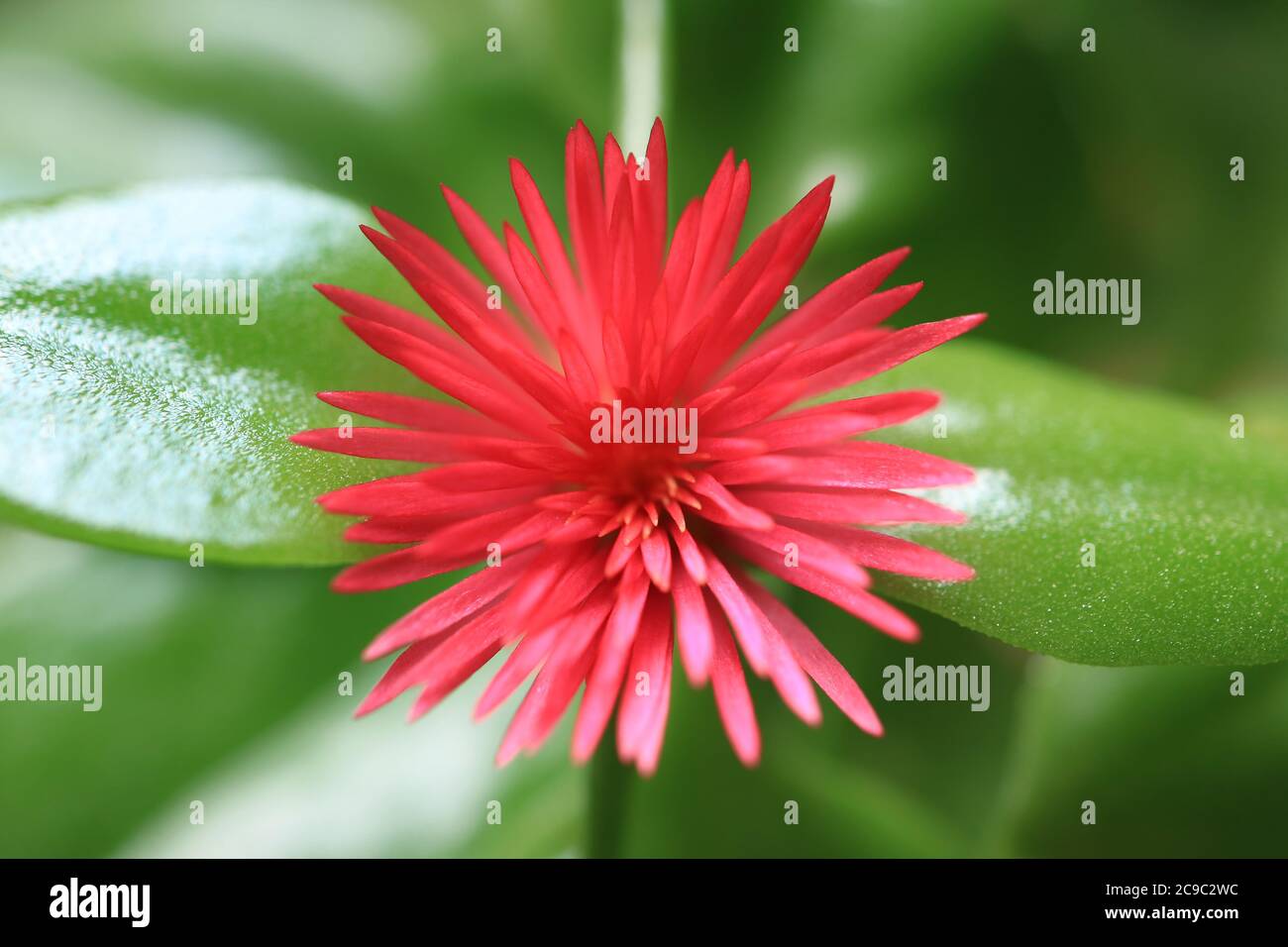 Top View of a Blooming Vibrant Pink Baby Sun Rose Flower on Bright Green Leaves Stock Photo