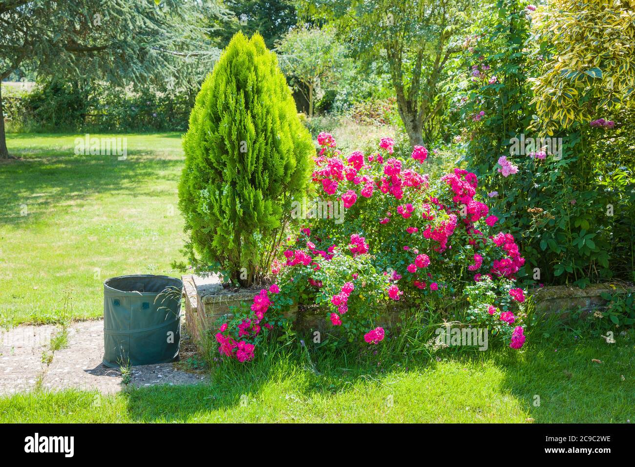 An English garden scene featuring a dwarf evergreen conifer, Rosa Pink Flower Carpet and the gardener's collapsable container for dead heads and weeds Stock Photo