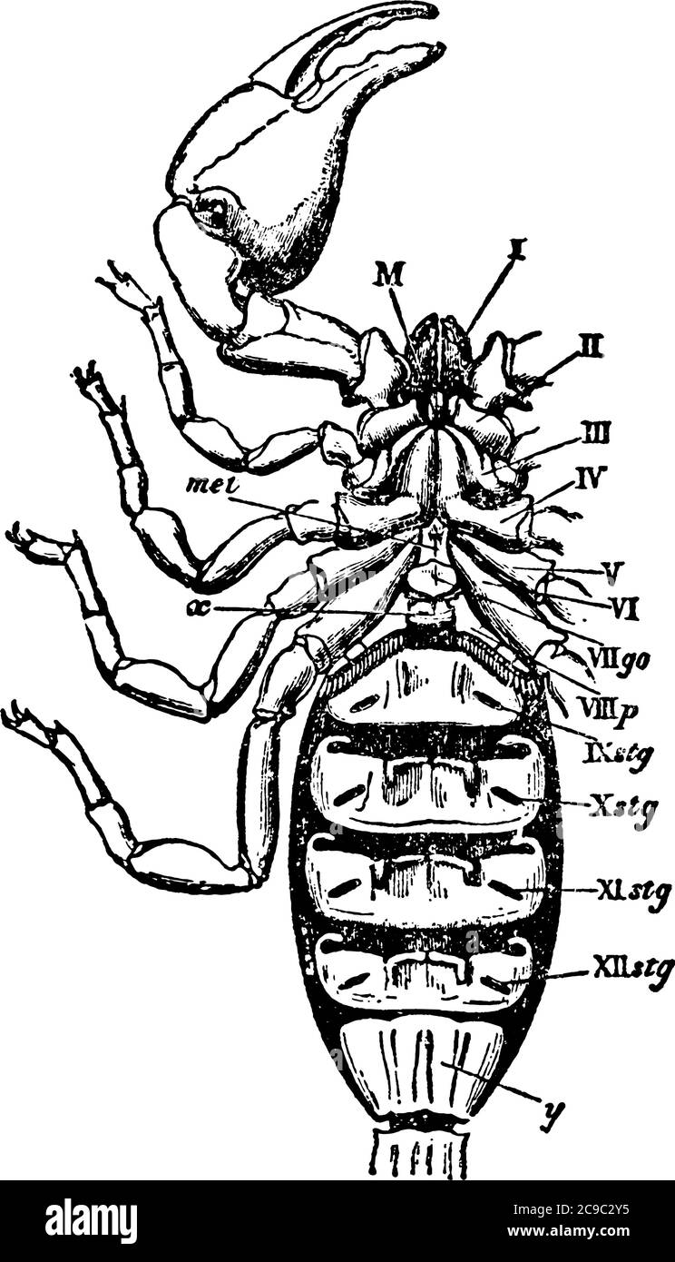 A typical representation of the ventral view of the scorpion, to show the arrangement of the coxae of the limbs, the sternal elements, genital plate a Stock Vector