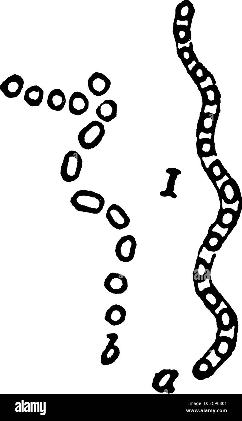 A typical representation of a Spirillum containing many spores, 'a', which are liberated at, 'b', by the breaking up of the parent cells, vintage line Stock Vector