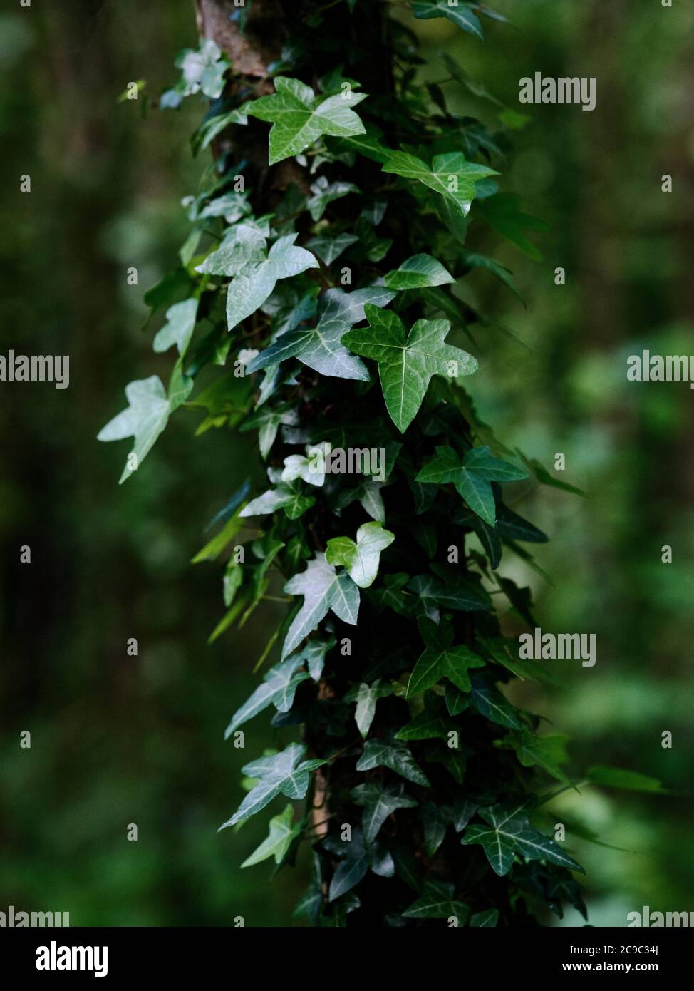 Hedera helix, common ivy, English ivy, European ivy, or just ivy, a flowering plant in the family Araliaceae, an evergreen climbing vine - ivy leaves Stock Photo